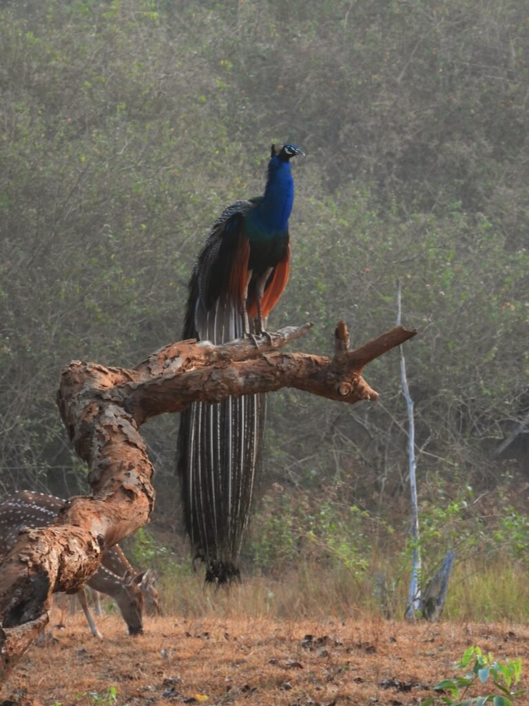 Peacock
